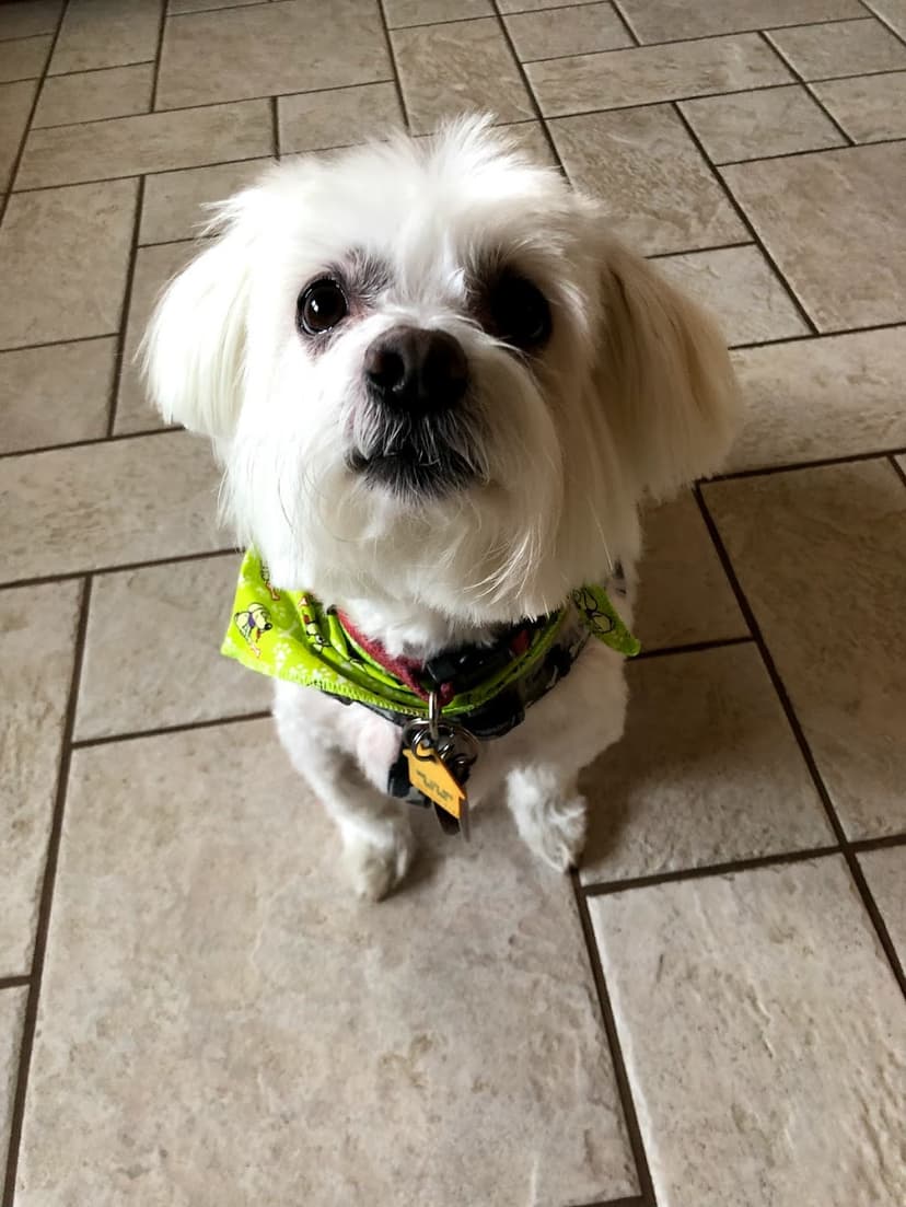 Yumi, a beloved white rescue dog wearing a green bandana, who inspired the Pet Cremation Directory
