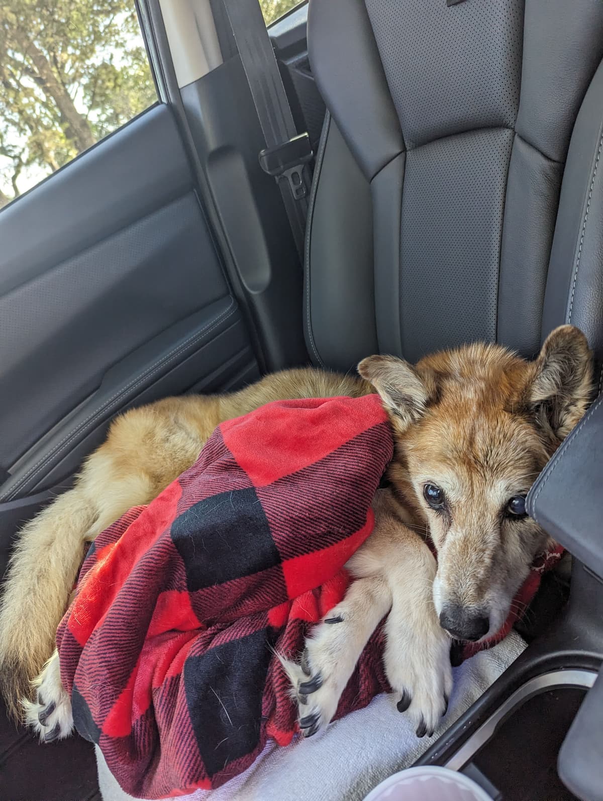 All Paws Great & Small Pet Funeral Home & Crematory - Main photo