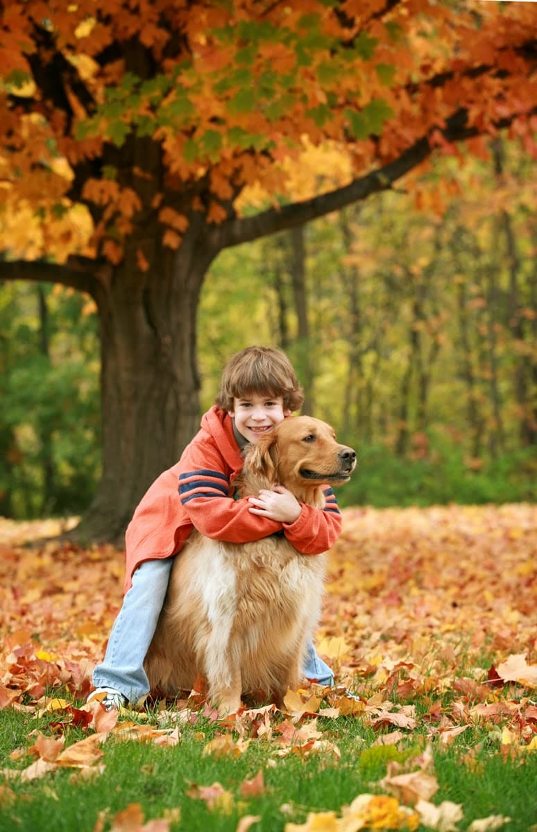 All Pets Crematory - Main photo