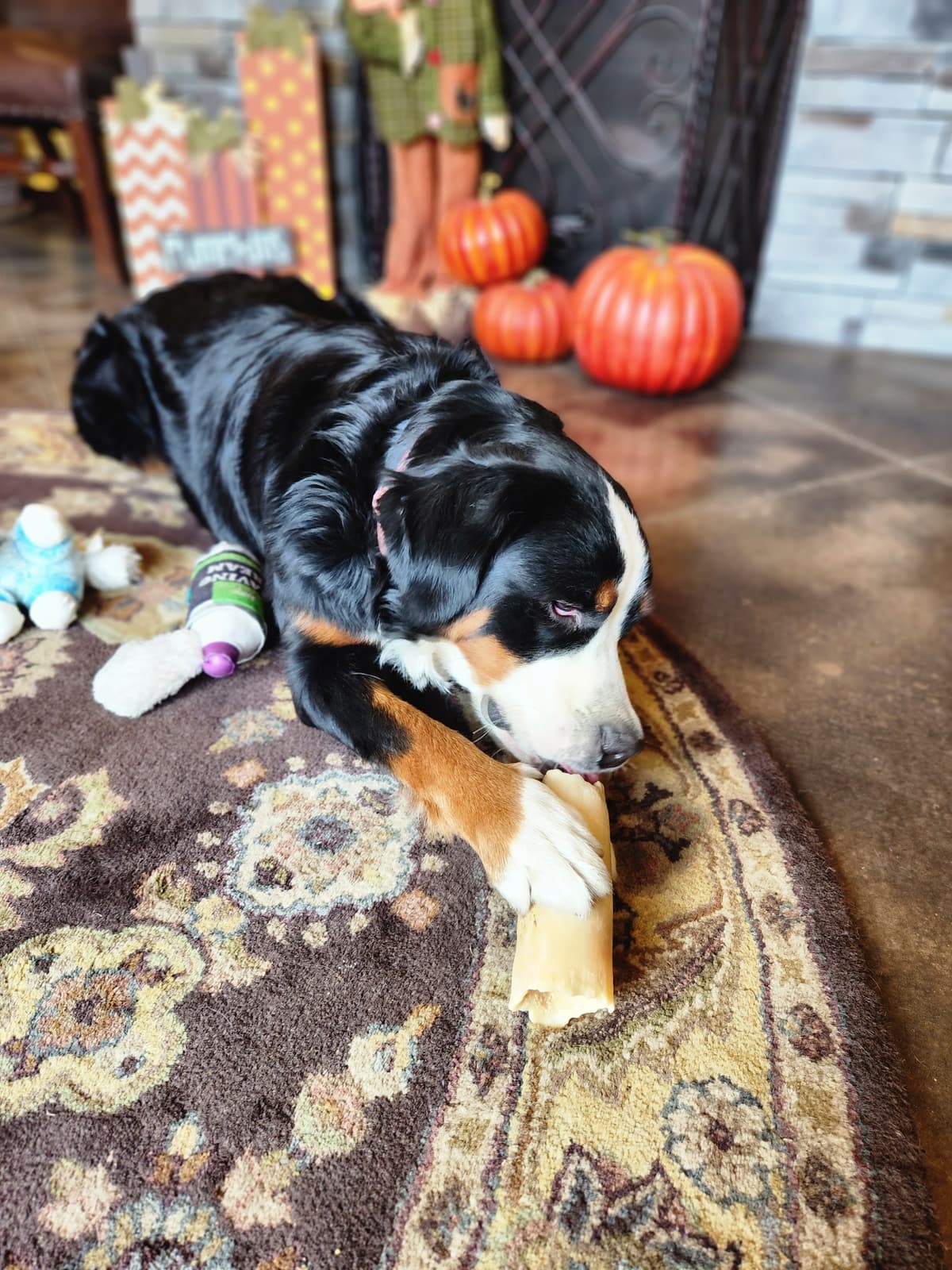 Angel's Pet Funeral Home And Crematory - Main photo