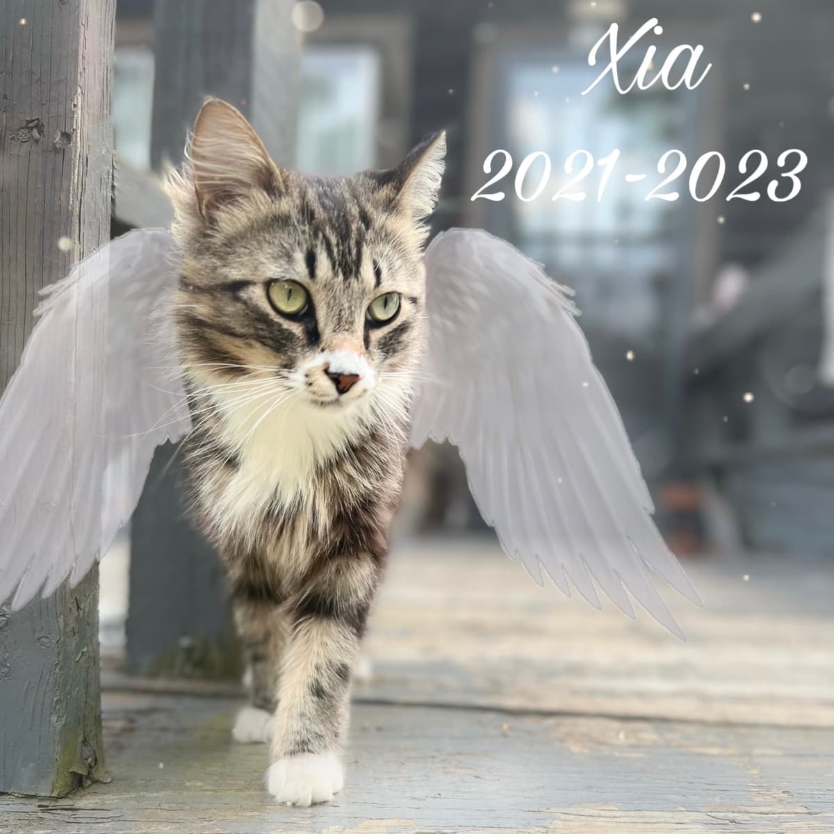 Angels With Paws Pet Cremations - Main photo