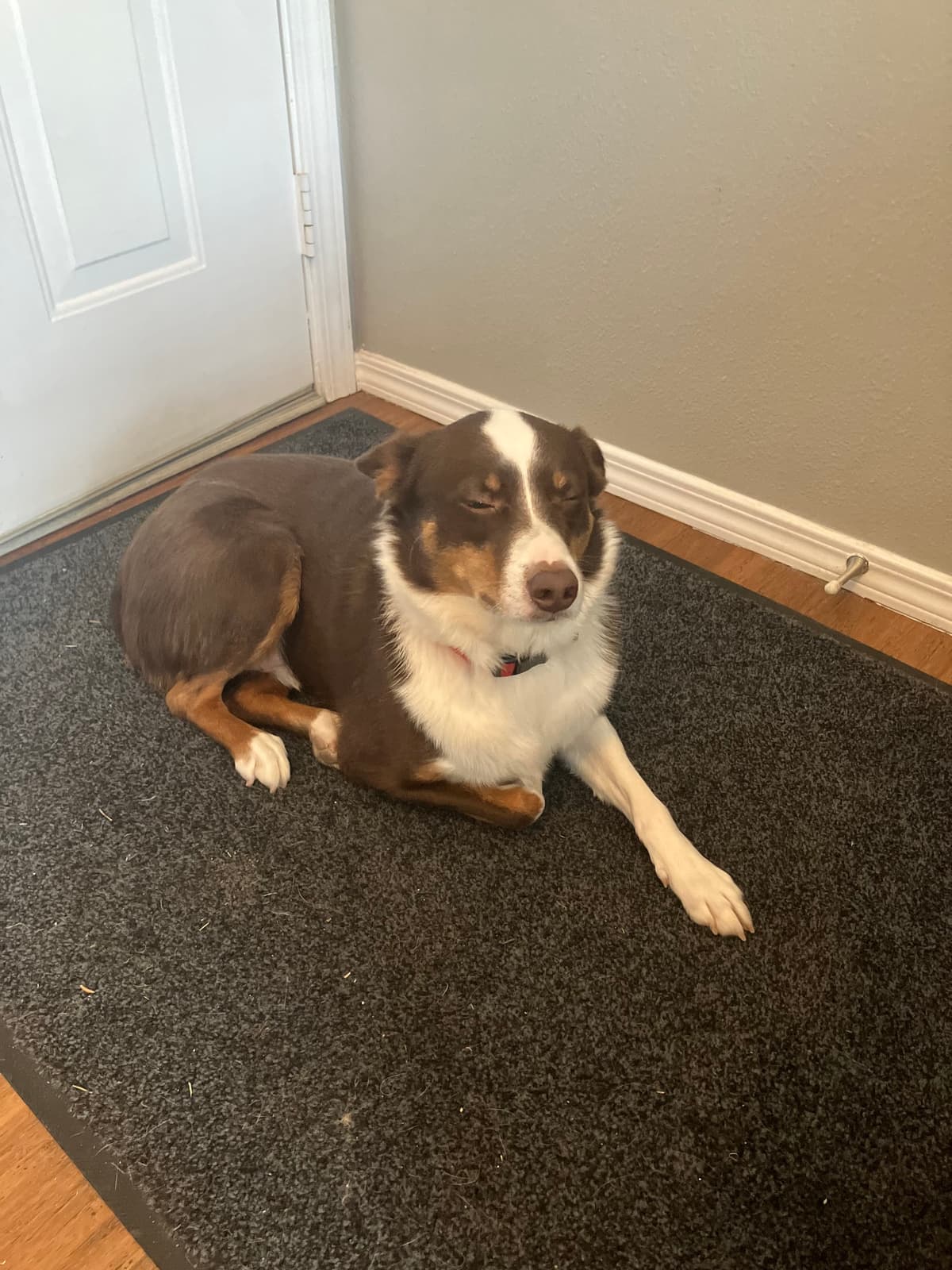 Animal Blessings Pet Hospital - Main photo