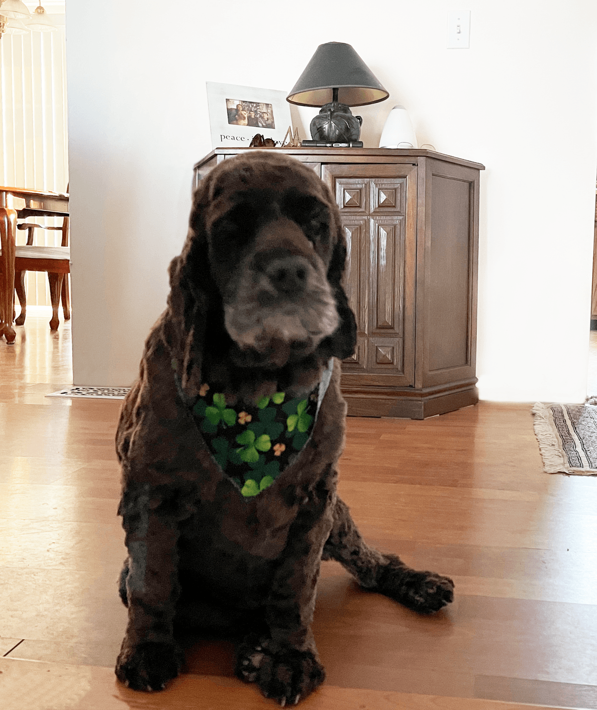 Animal Heaven - Pet Funeral Home - Main photo