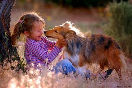 Ashes To Ashes Pet Cremation Service - Main photo