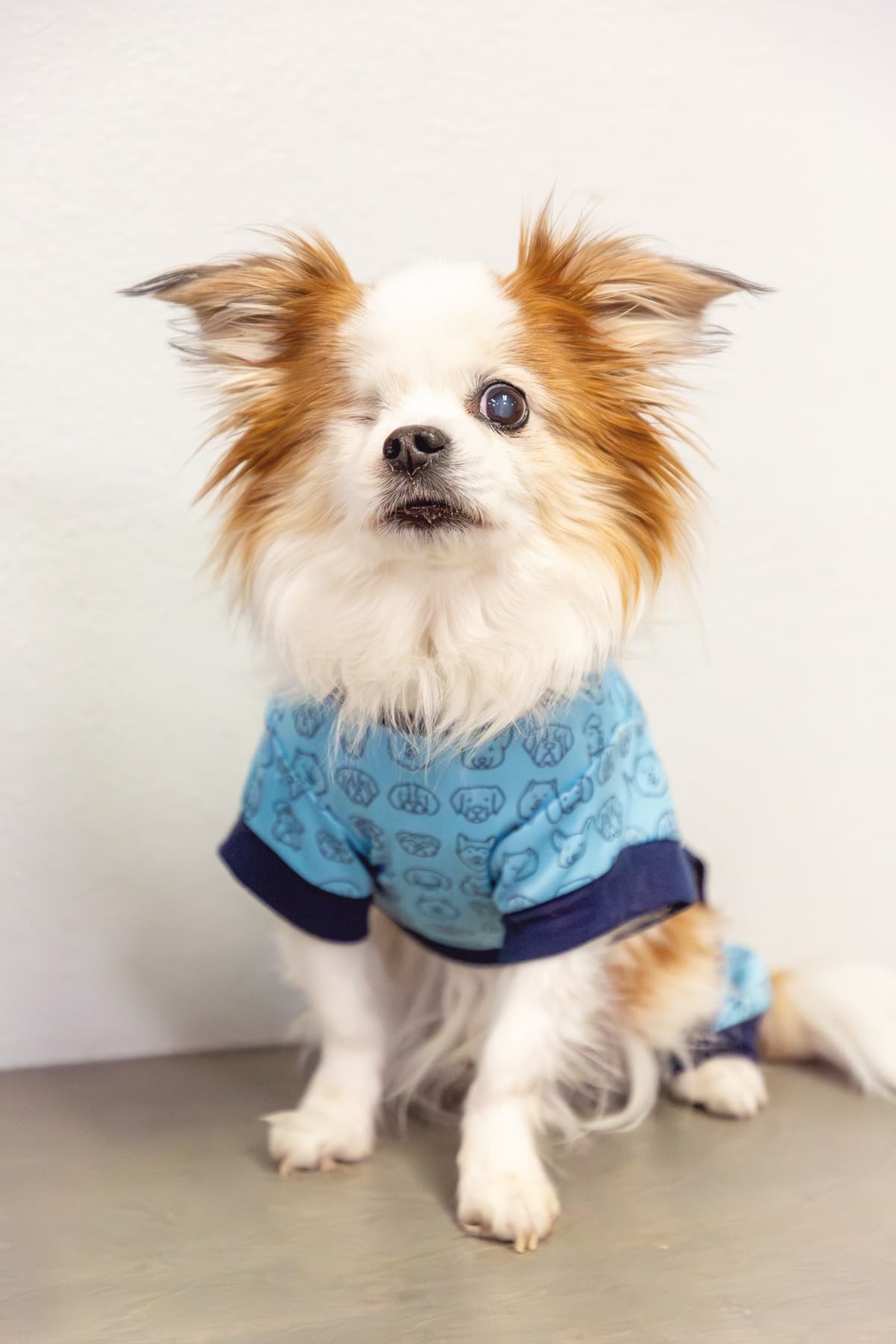 Best Friends Animal Hospital And Pet Hotel - Main photo