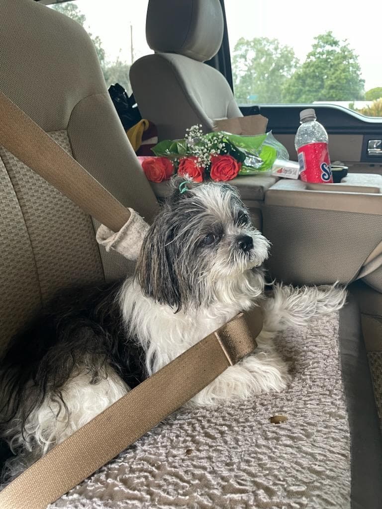 Bi City Pet Cremation Services - Main photo