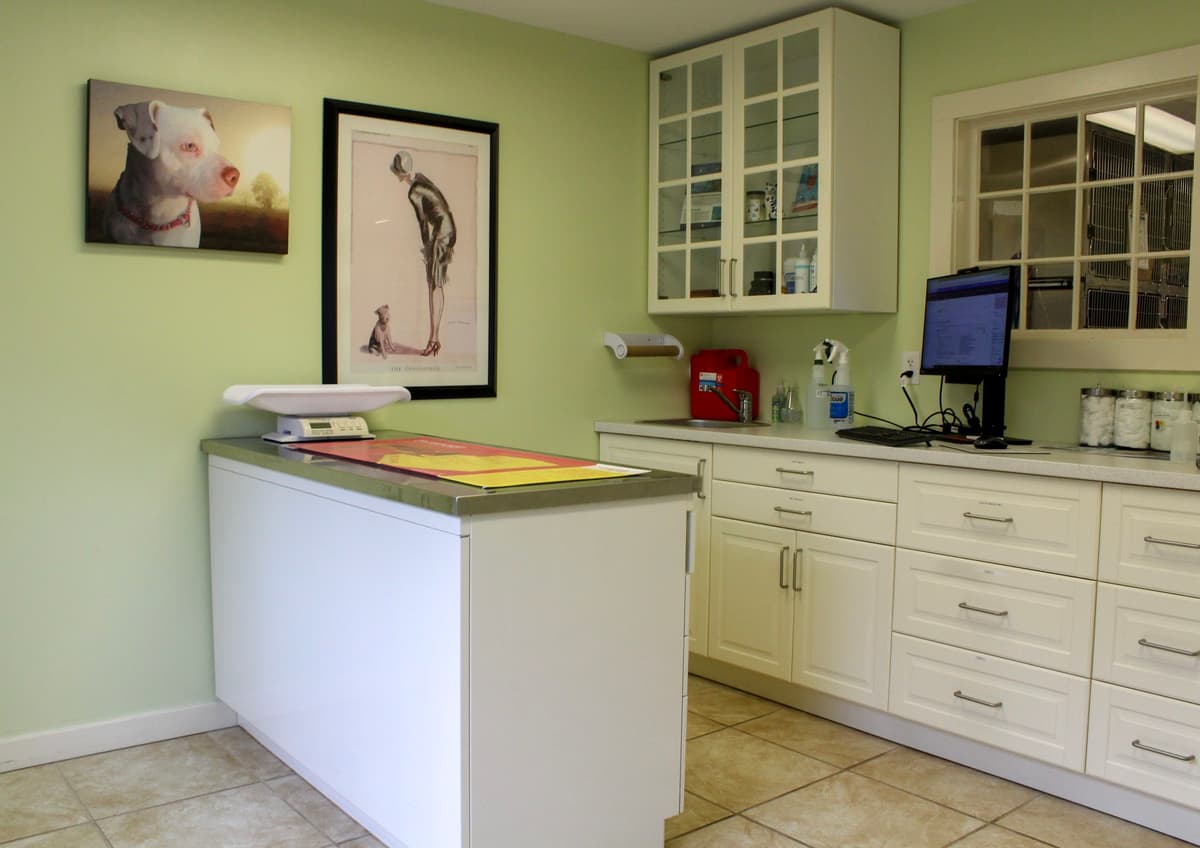 Brookline Animal Hospital, A Thrive Pet Healthcare Partner - Main photo