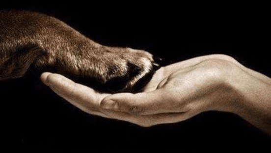 Cherished Pets Remembered Pet Crematorium - Main photo