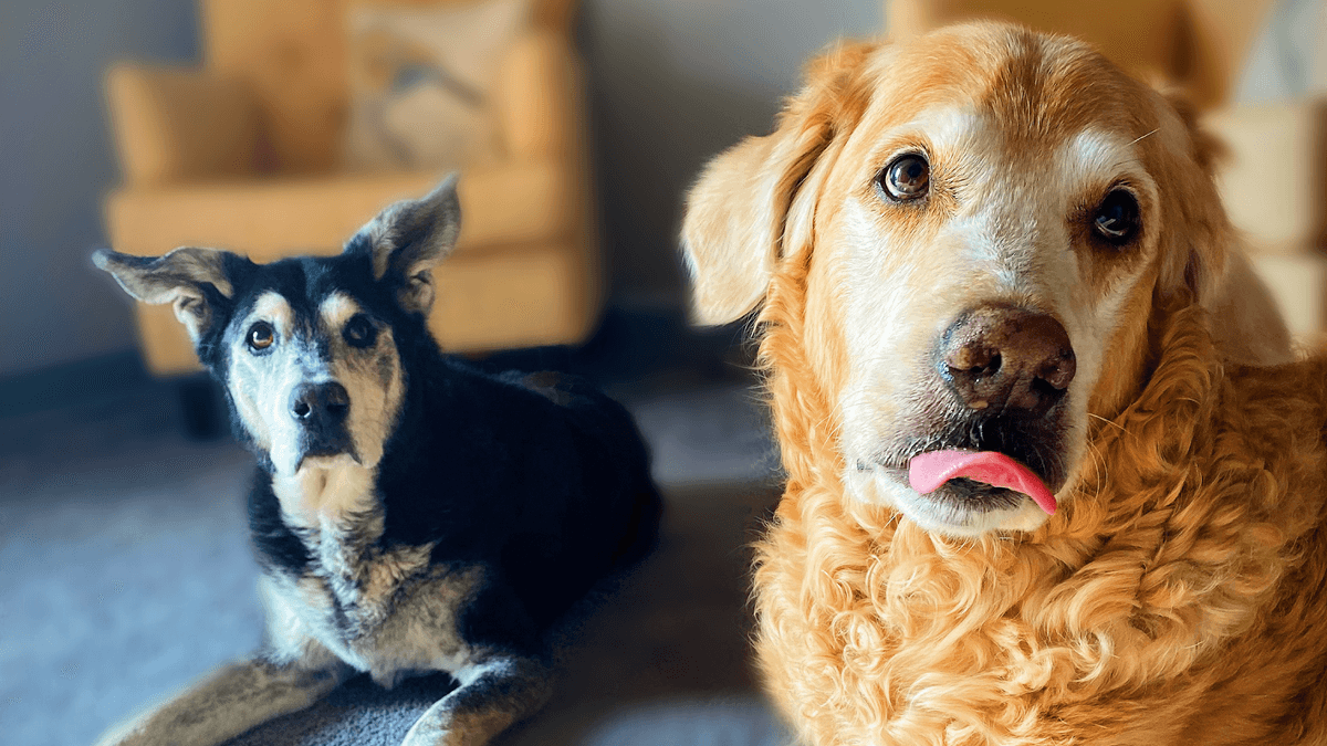 Circle Of Life Pet Cremation Services - Main photo