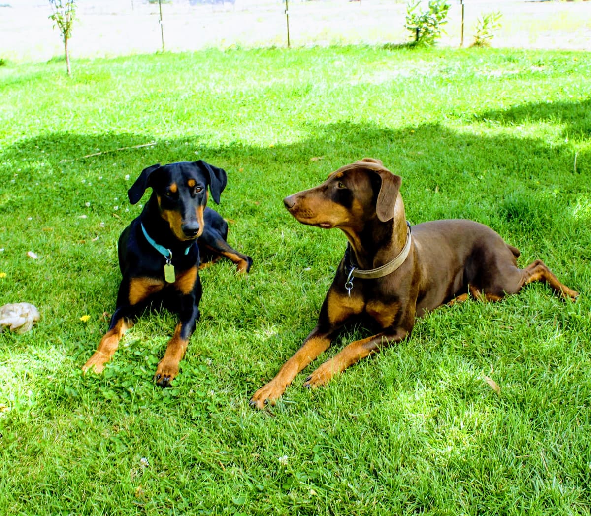 Circle Of Life Pet Crematorium - Main photo