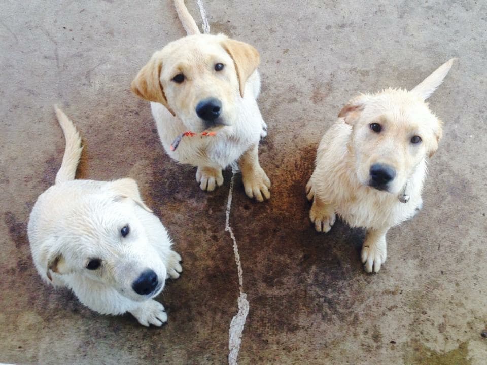 Companion Animal Clinic - Main photo