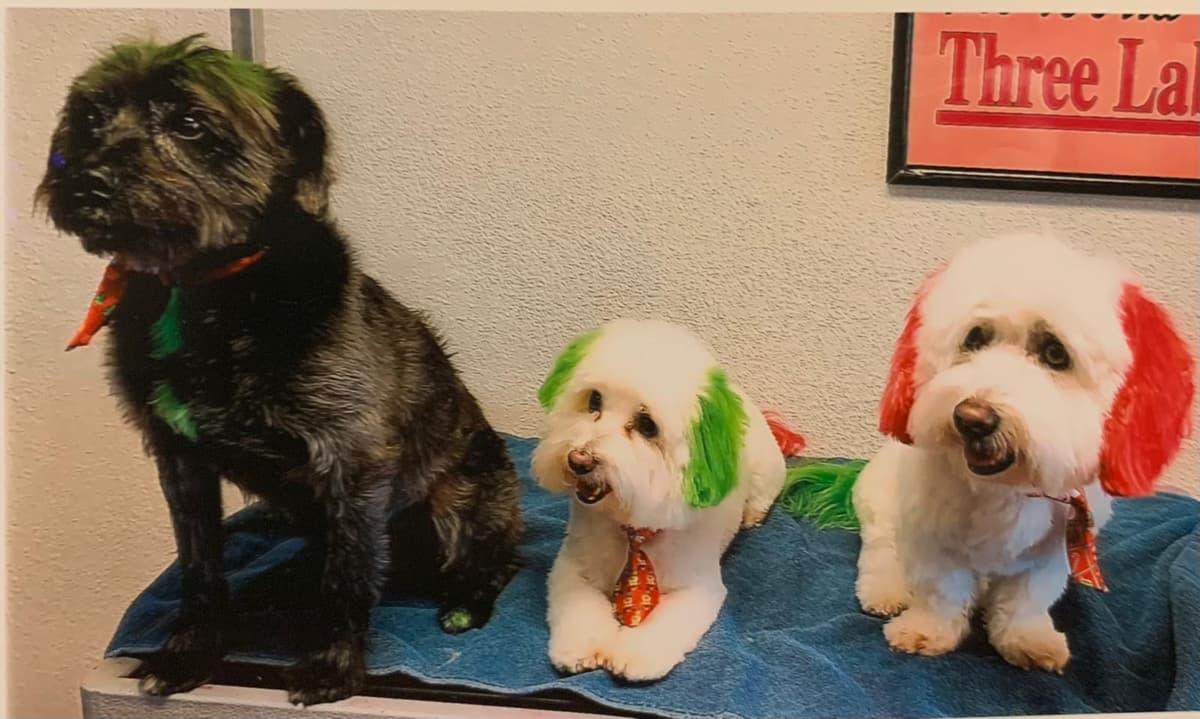 Companions Animal Hospital: Powell Jennifer M Dvm - Main photo