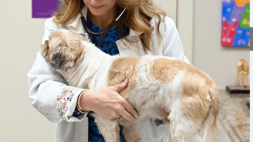 Dogwood Animal Hospital & Pet Resort - Main photo