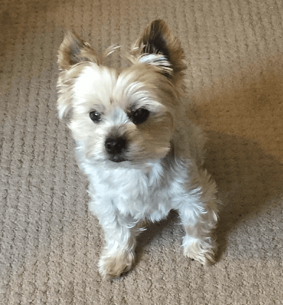 Eternal Paws Pet Cremation - Main photo