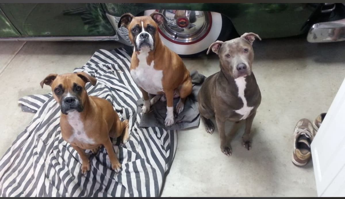 Everlasting Memory Pet Cremation - Main photo