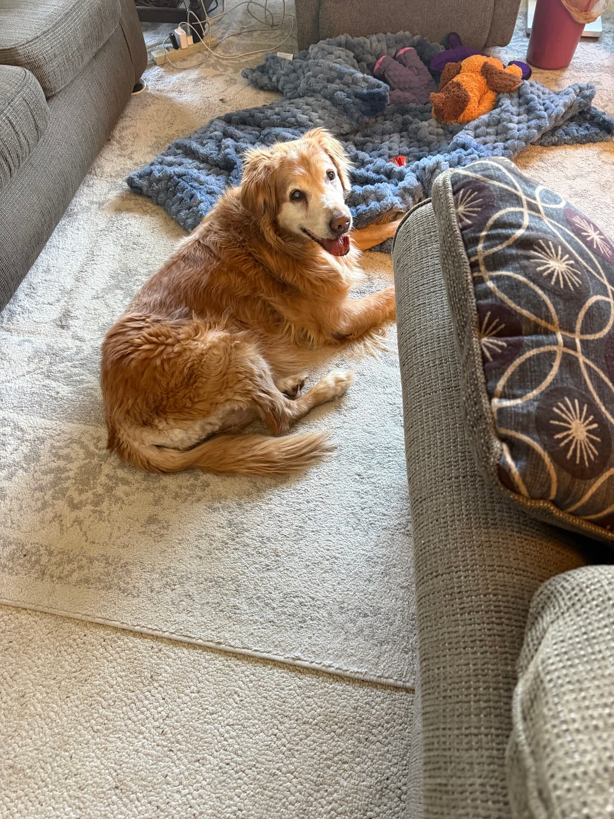 Faithful Companion Pet Cremation Services - Main photo