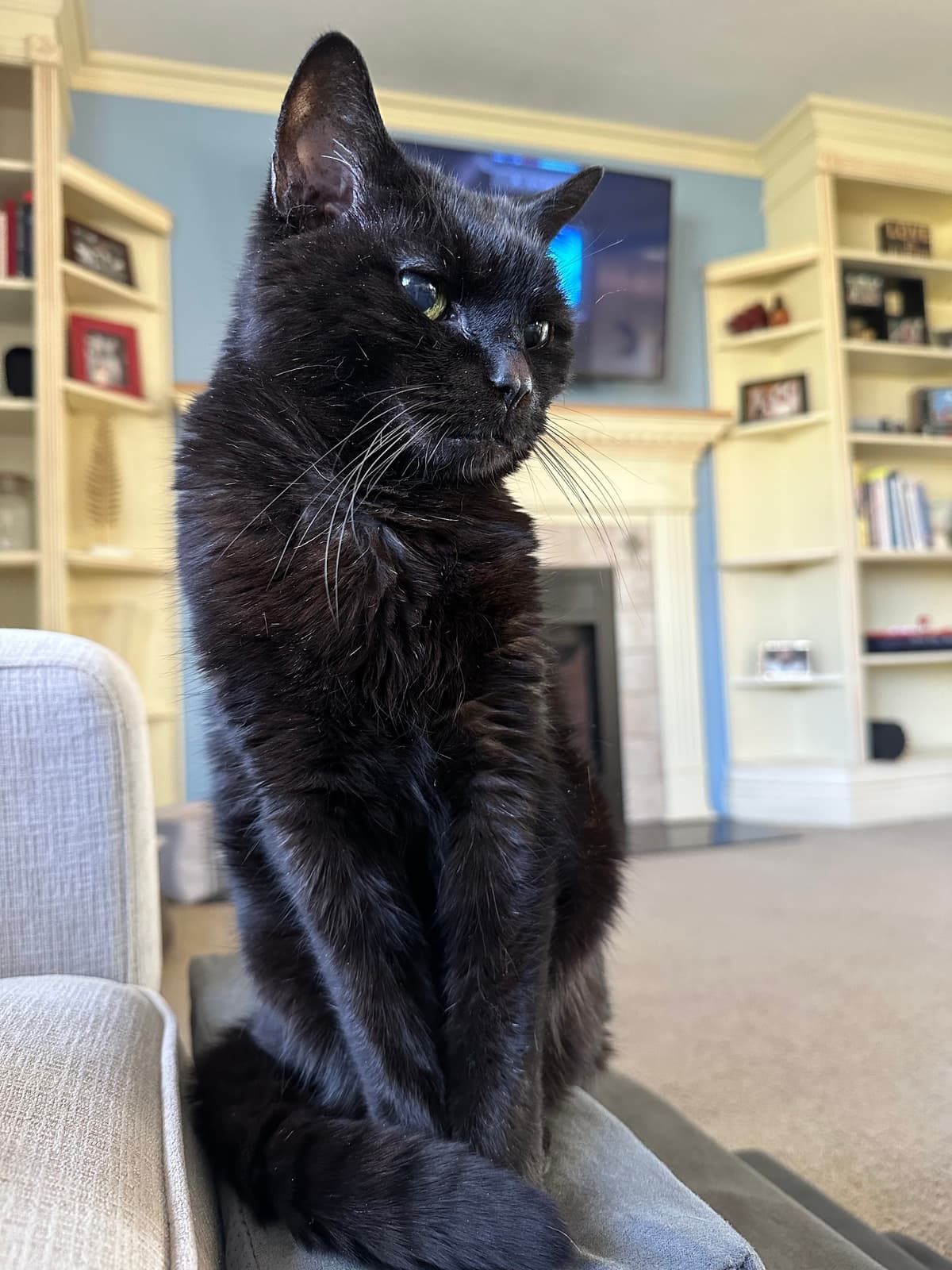 Faithful Companion Pet Cremation Services - Main photo