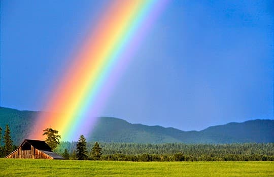 Faithful Friends Pet Cremation - Main photo