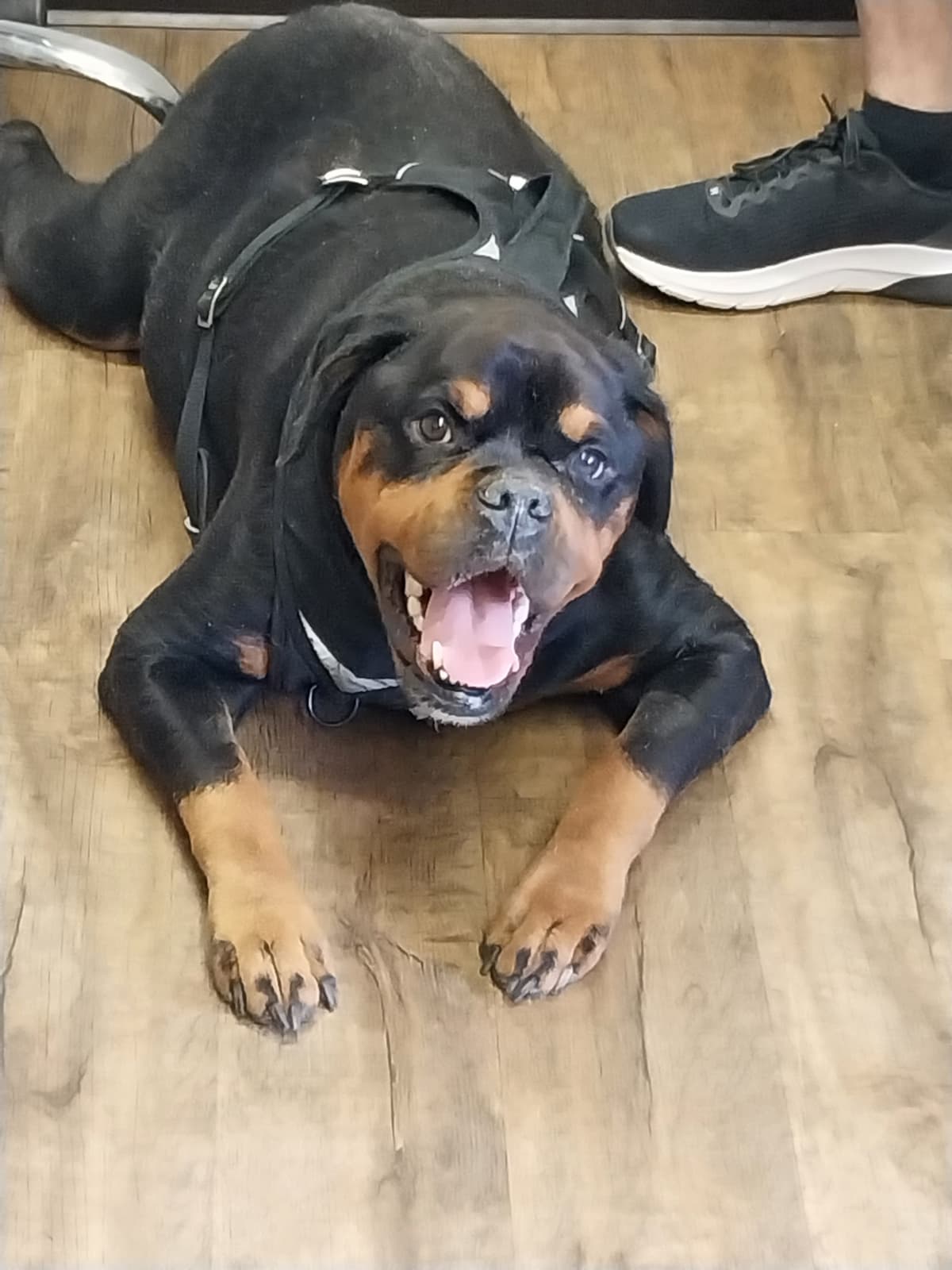 Five Light's Pet Crematory LLC - Main photo