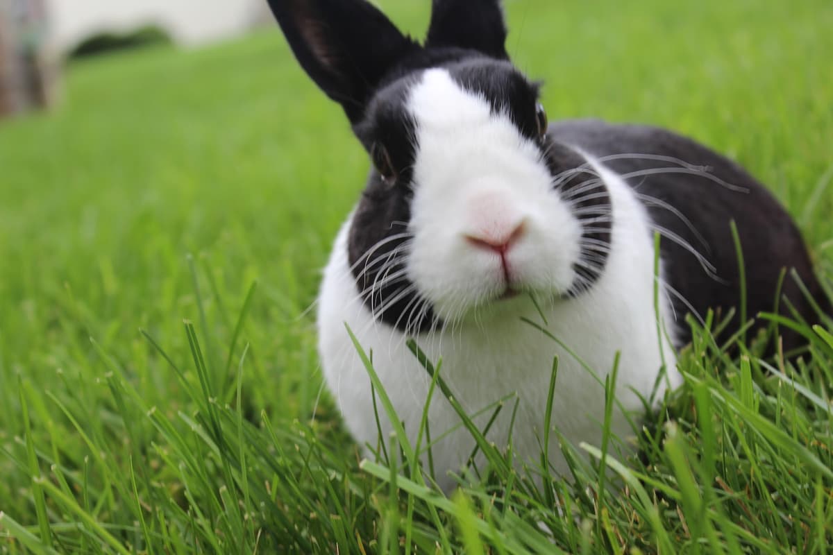 Forever Faithful Pet Cremation - Main photo