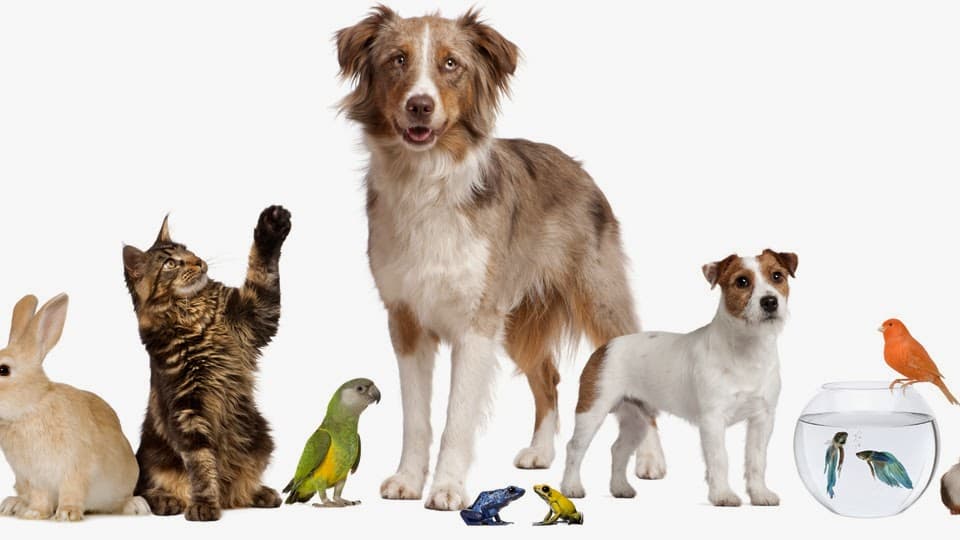 Forever Remembered Pet Crematory - Main photo