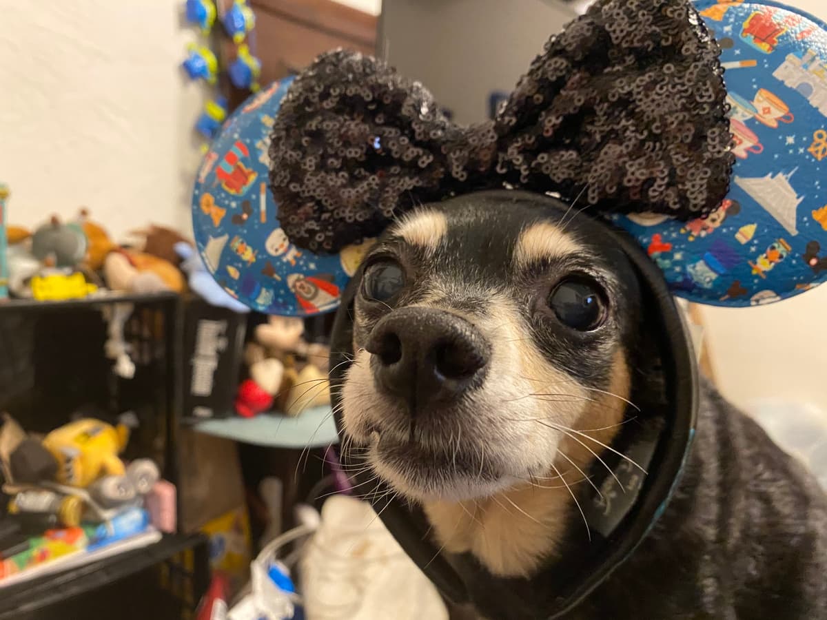 Four Creeks Pet Crematorium - Main photo