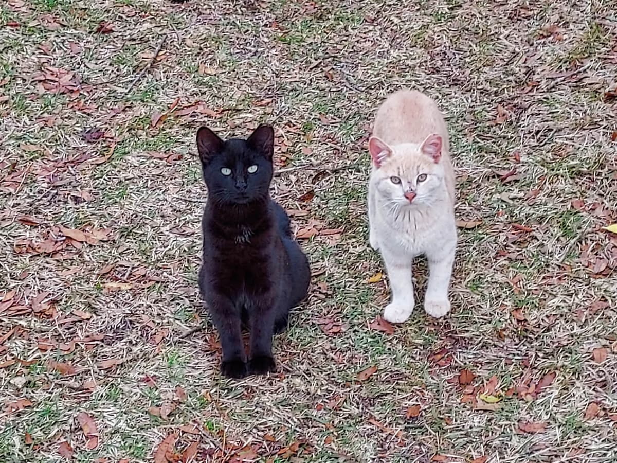 Fur Ever In Our Hearts Pet Cremation - Main photo