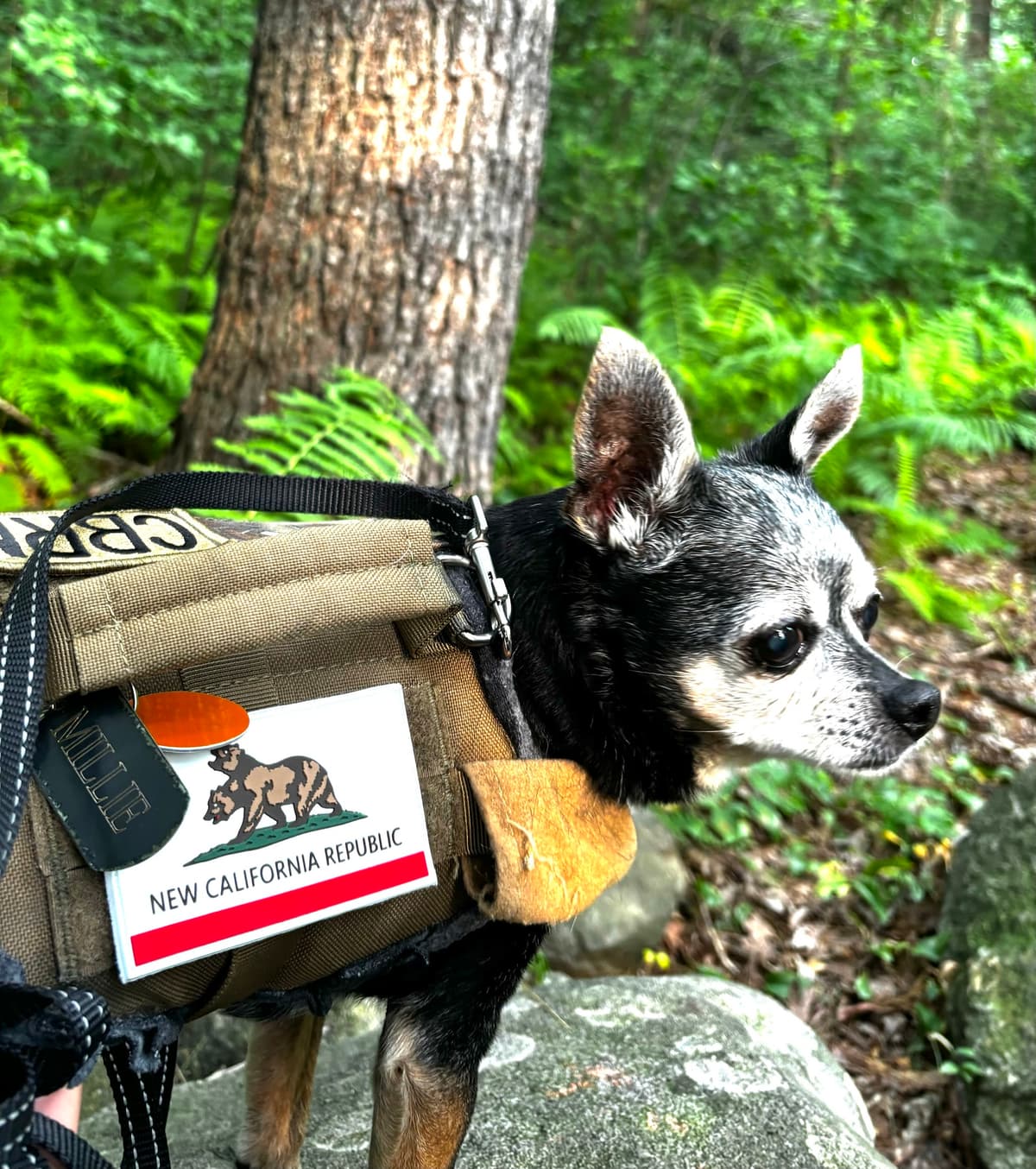 Greener Pastures Pet Crematory - Main photo