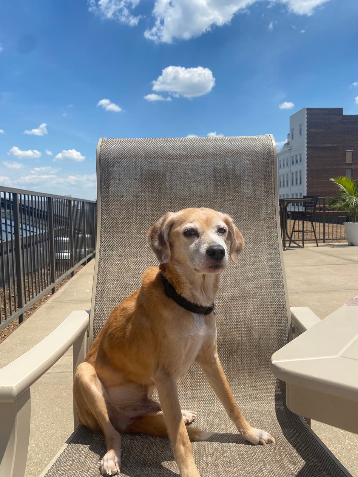 Heartland Pet Cremation - Main photo