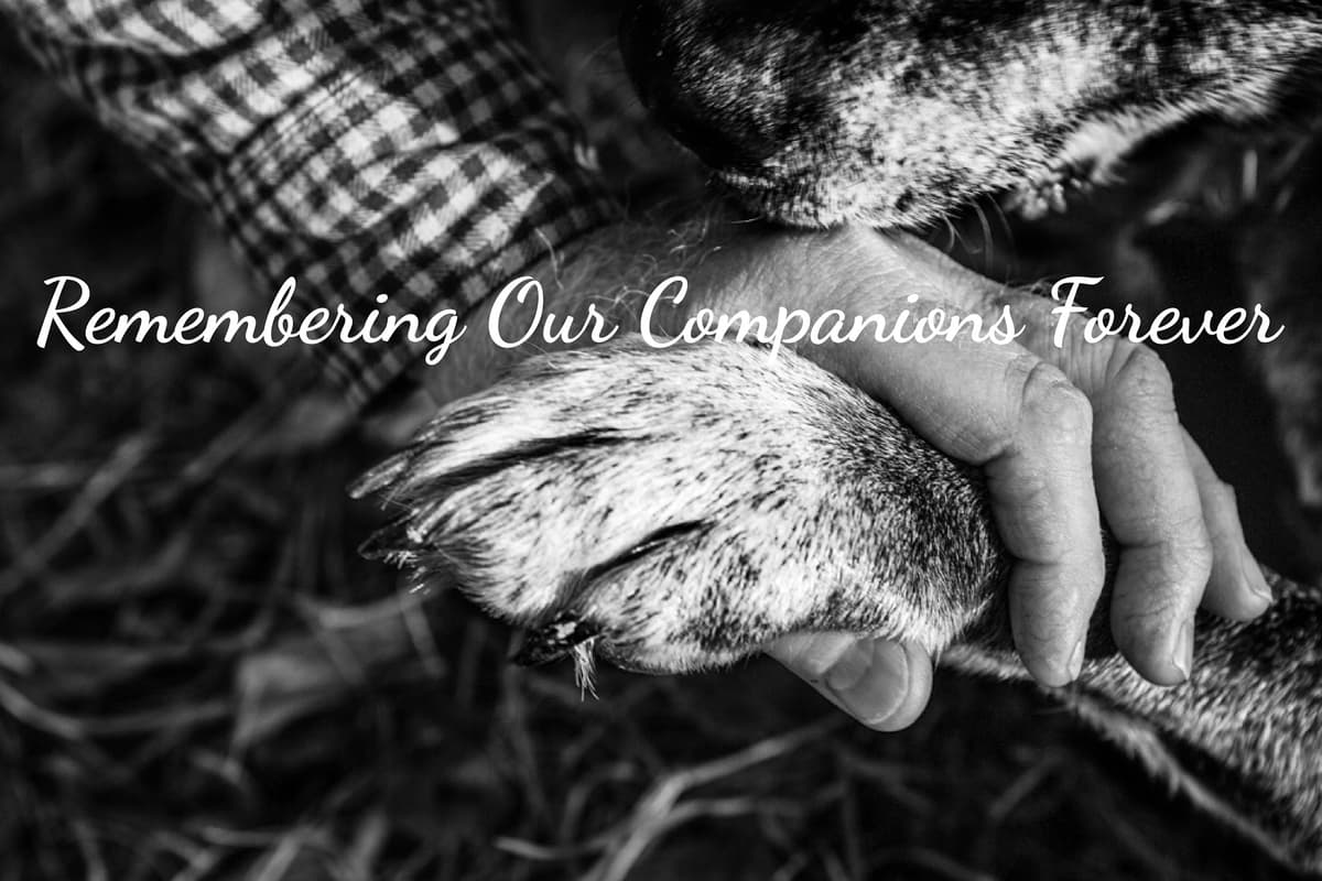 Heart's Companion | Pet Memorial Center - Main photo