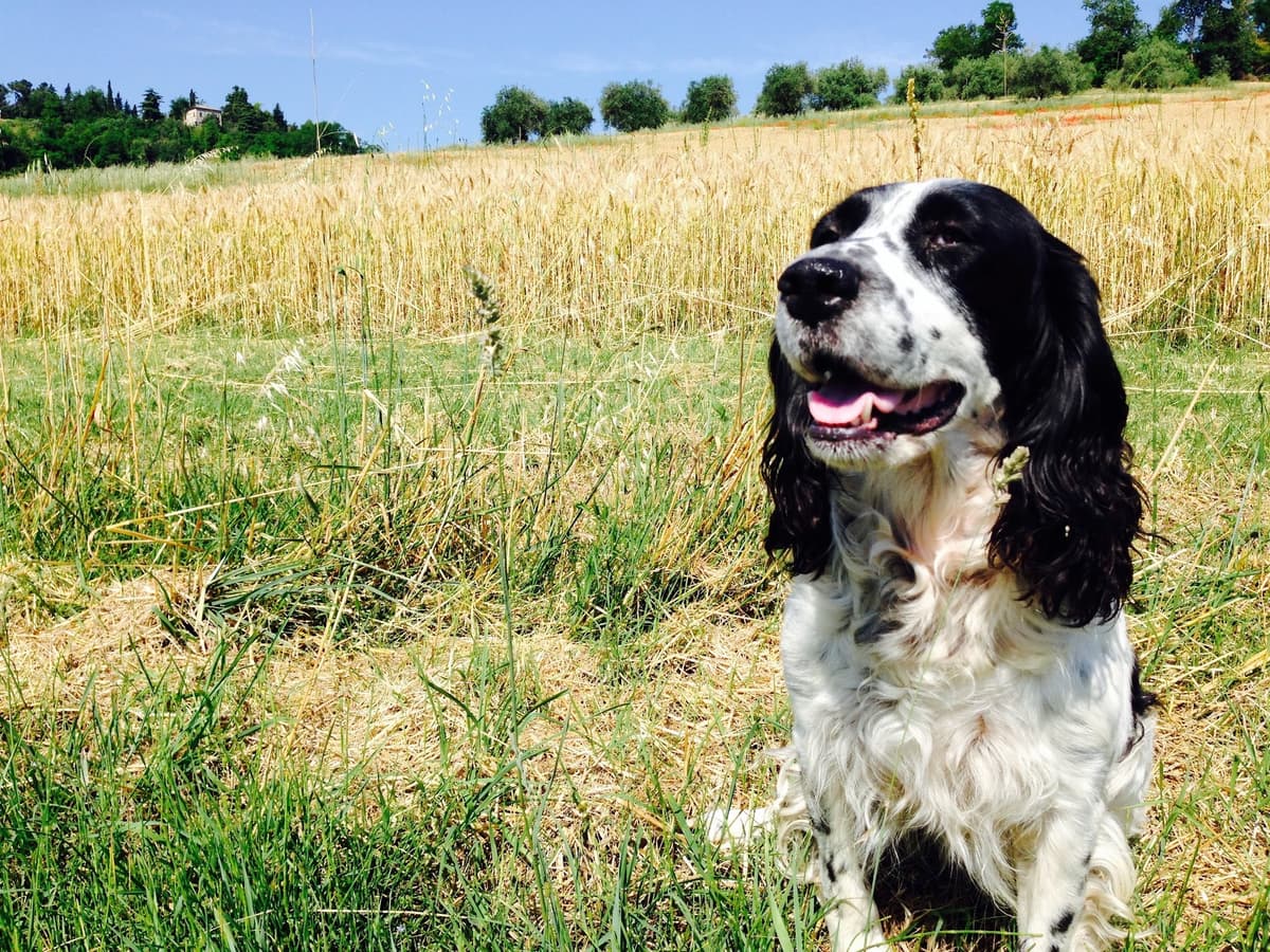 Heavenly Pet Cremations - Main photo