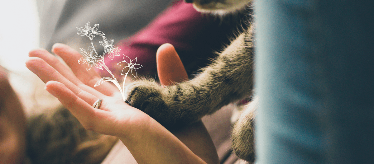 Honor Pet - Pet Euthanasia And Cremation Services - Main photo