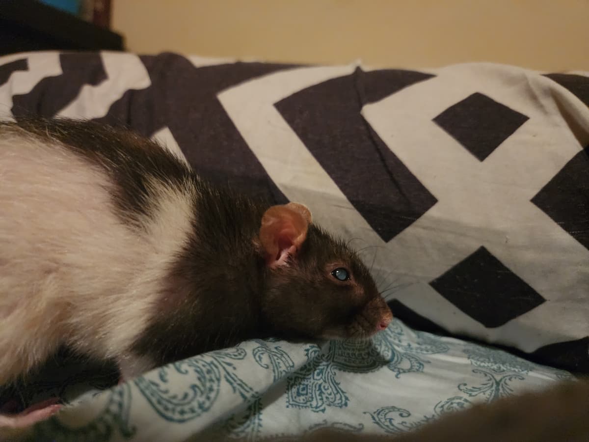 Houston Pet Cremation Services - Main photo