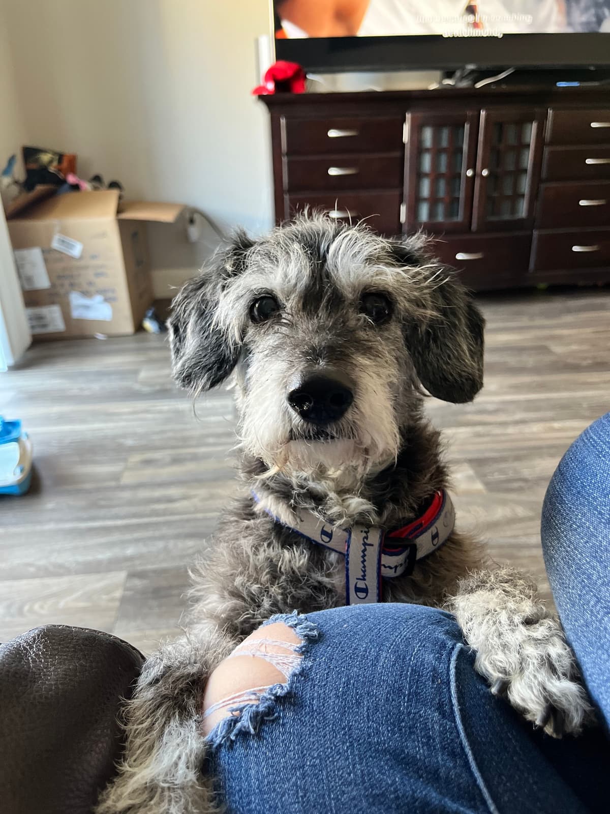 L.e.a.s.h. Pet & Exotic Animal Mortuary - Main photo