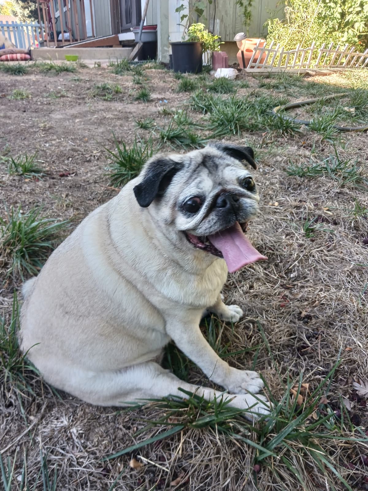 Lasting Paws Pet Memorial - Main photo