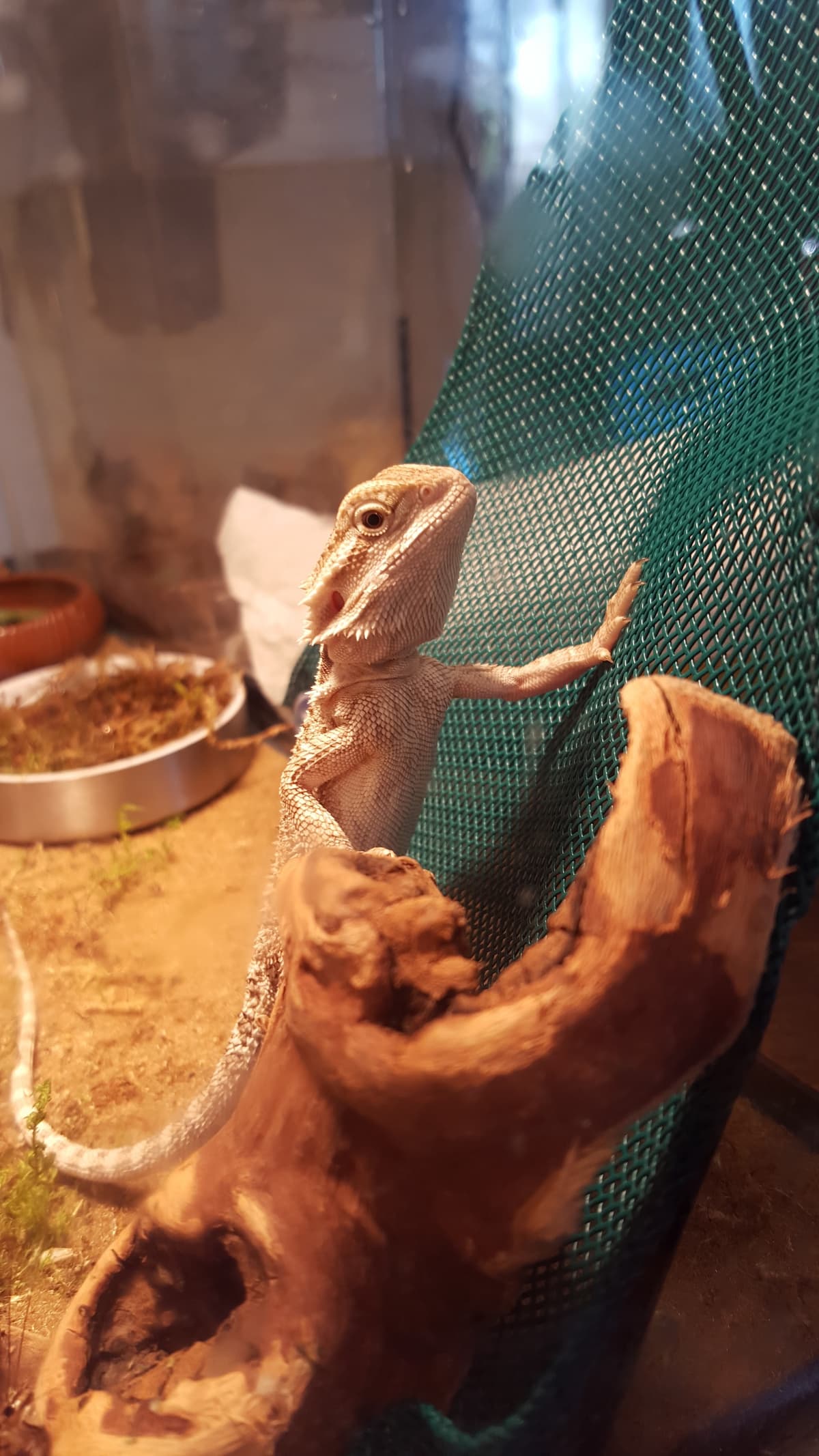 Lasting Paws Pet Memorial Services - Main photo