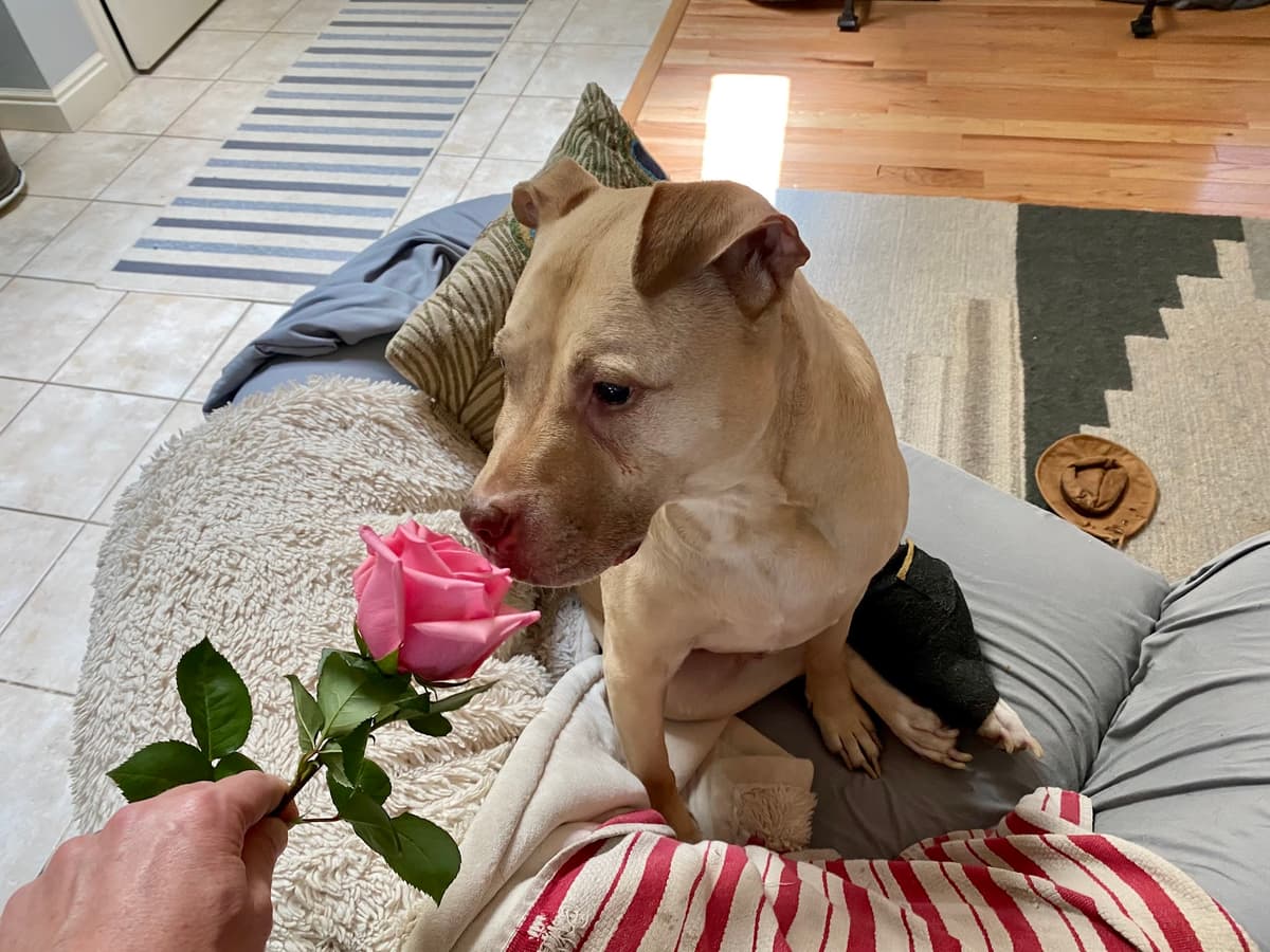 Lasting Paws Pet Memorial Services - Main photo