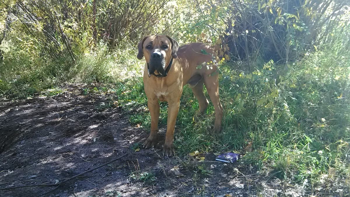 Lasting Paws Pet Memorial Services - Main photo