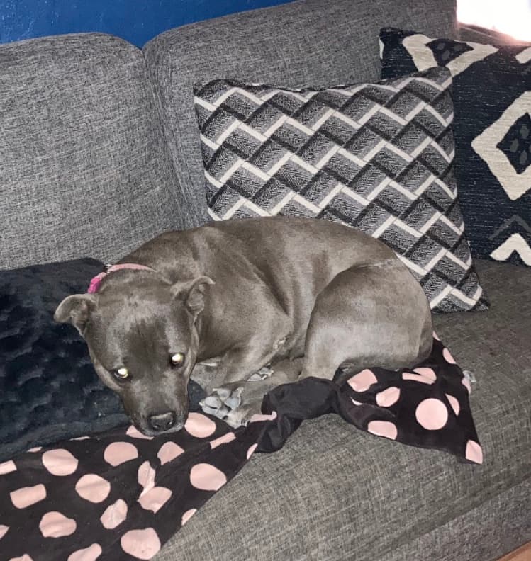 Lasting Paws Pet Memorial Services - Main photo