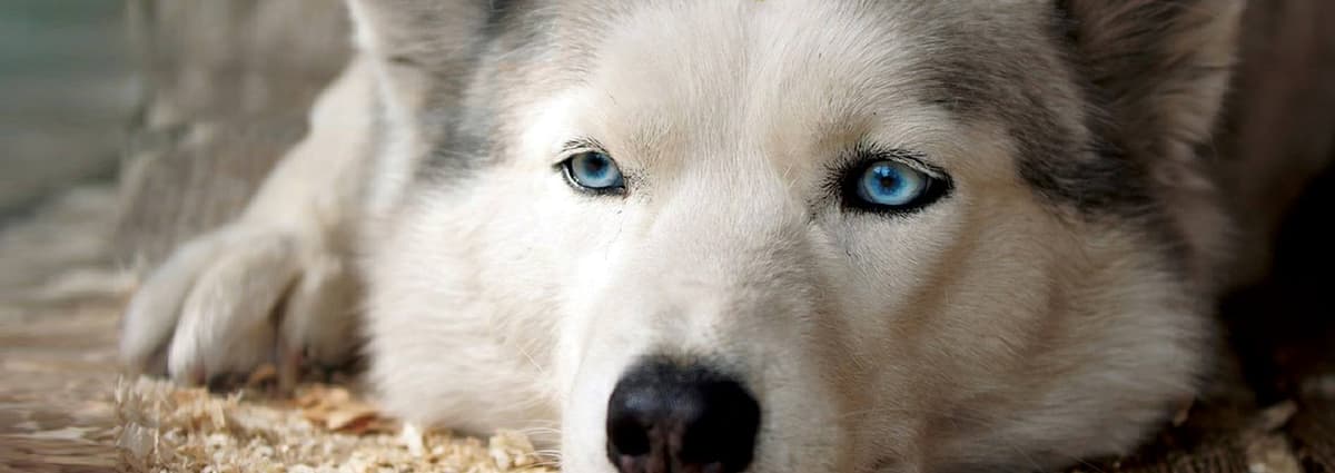 Legacy Pet Cremation Of Charleston - Main photo