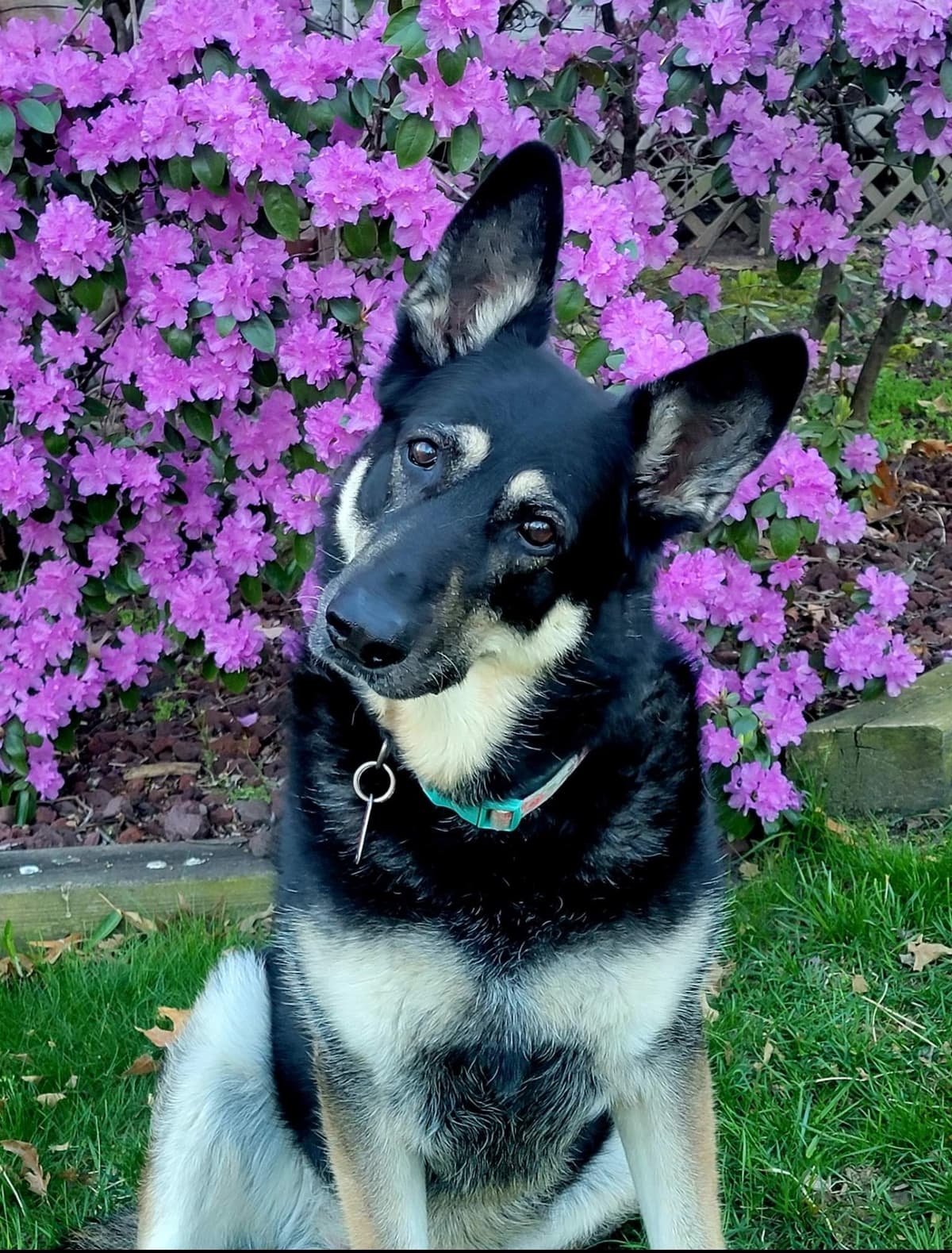 Life Tails Pet Cremation - Main photo