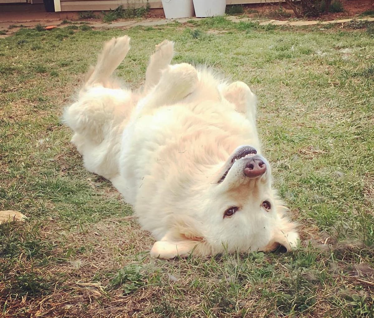 Loving Companion Pet Cemetery And Services - Main photo