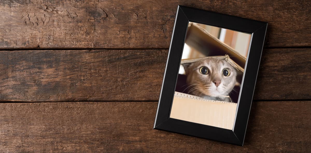 Loyal Companion Pet Cremation And Care - Main photo