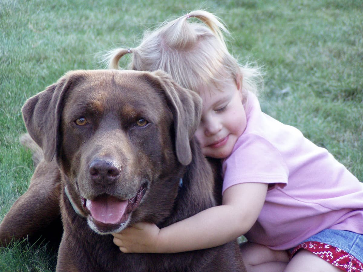 Loyal Companion Pet Cremation, Inc. - Main photo