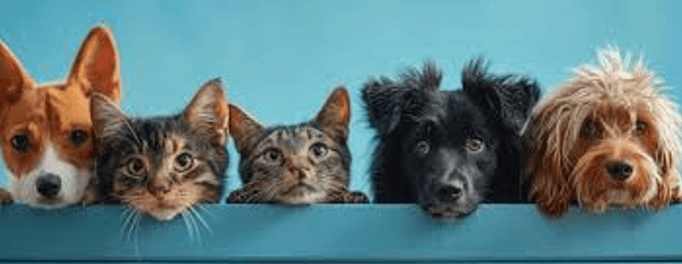 Loyal Friends Pet Cremation Centre - Main photo