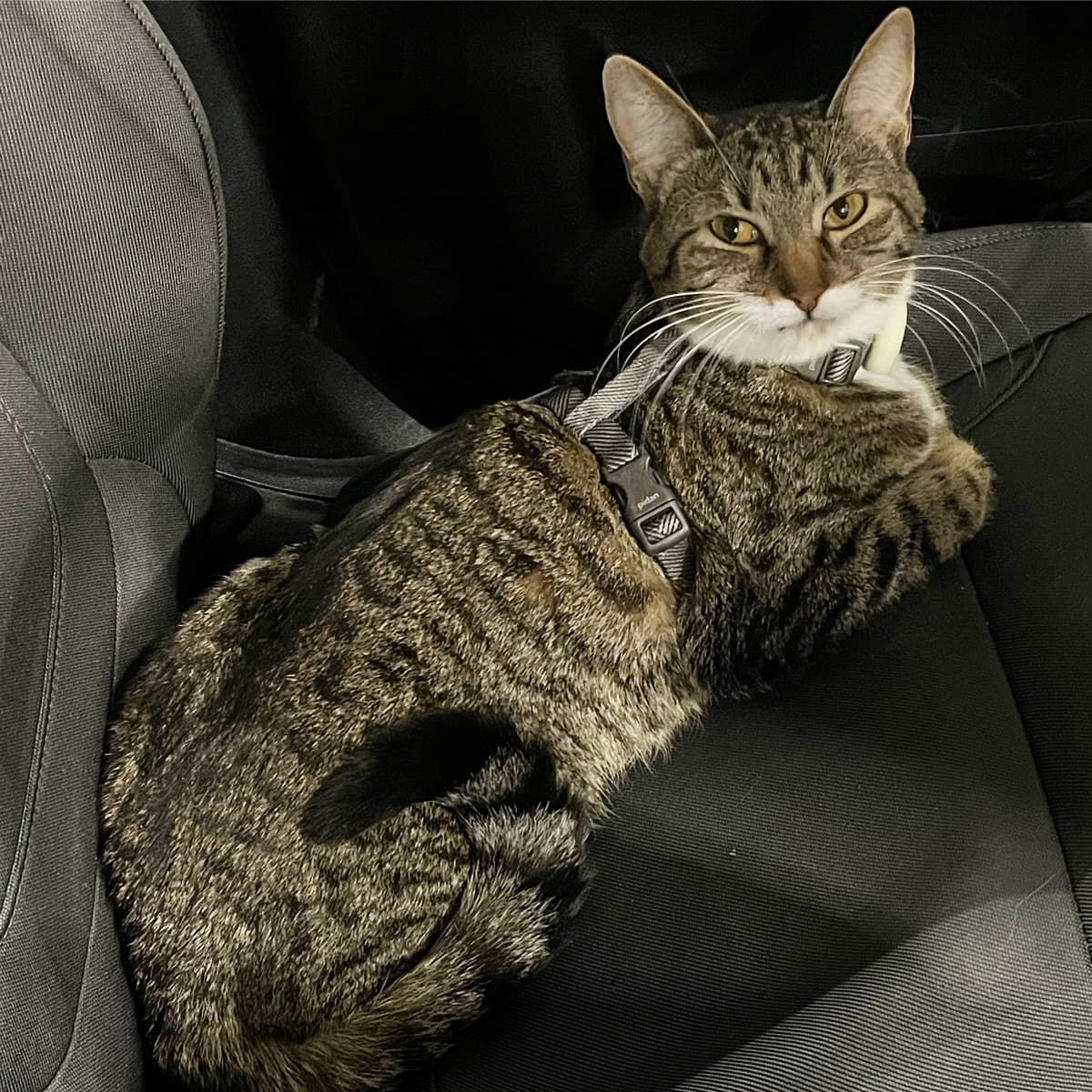 Man's Best Friend Cremation Services - Main photo