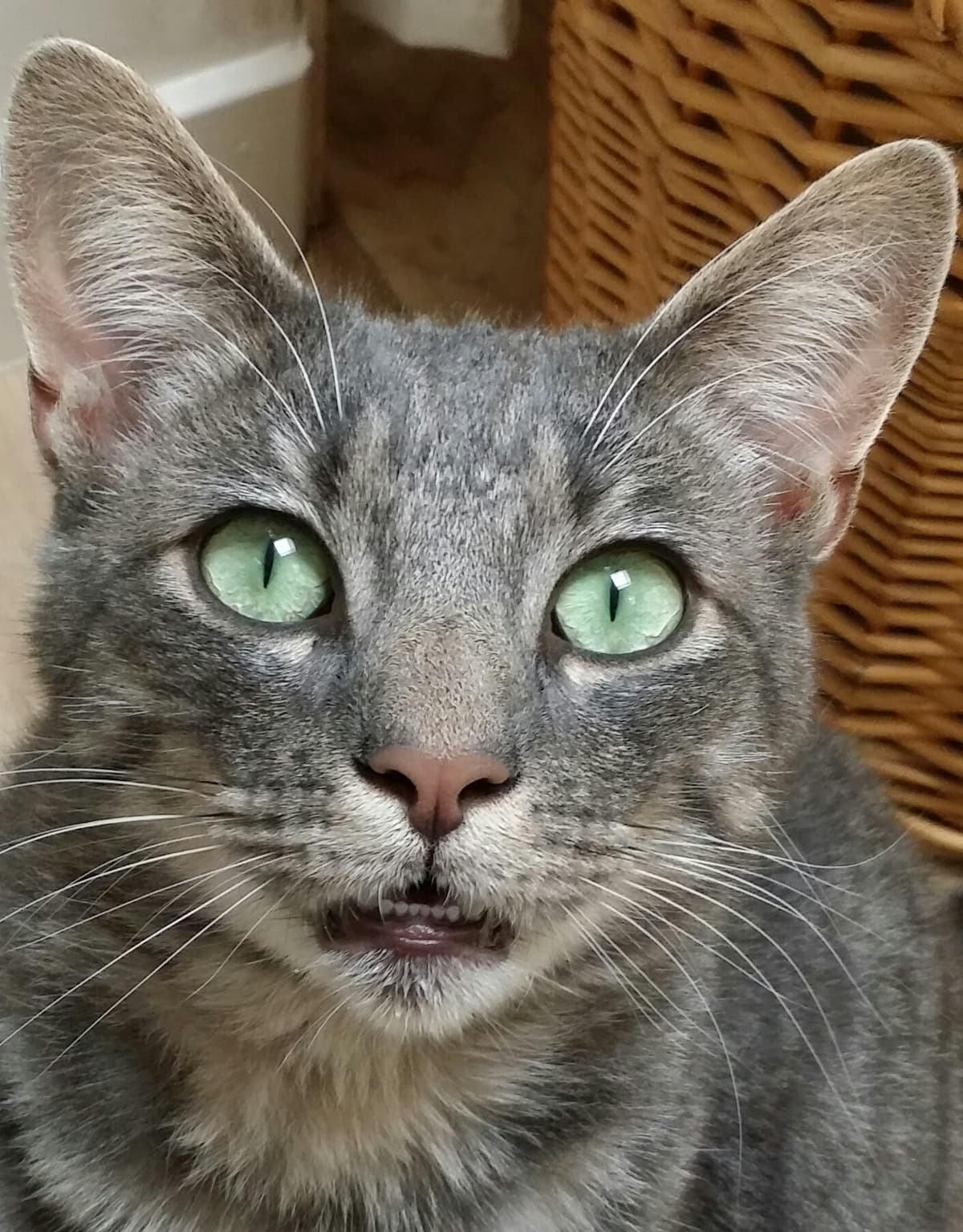 Memorial Pet Care INC - Main photo