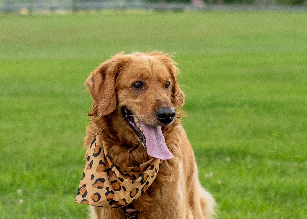 Mountain State Pet Crematory - Main photo