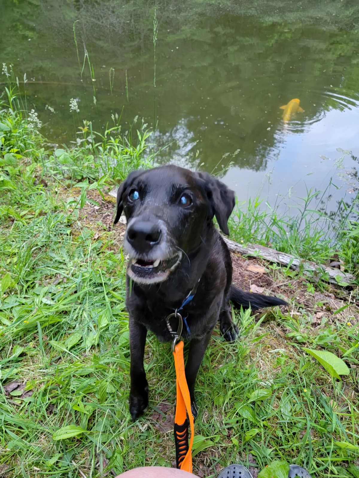 Mountain View Pet Crematory - Main photo