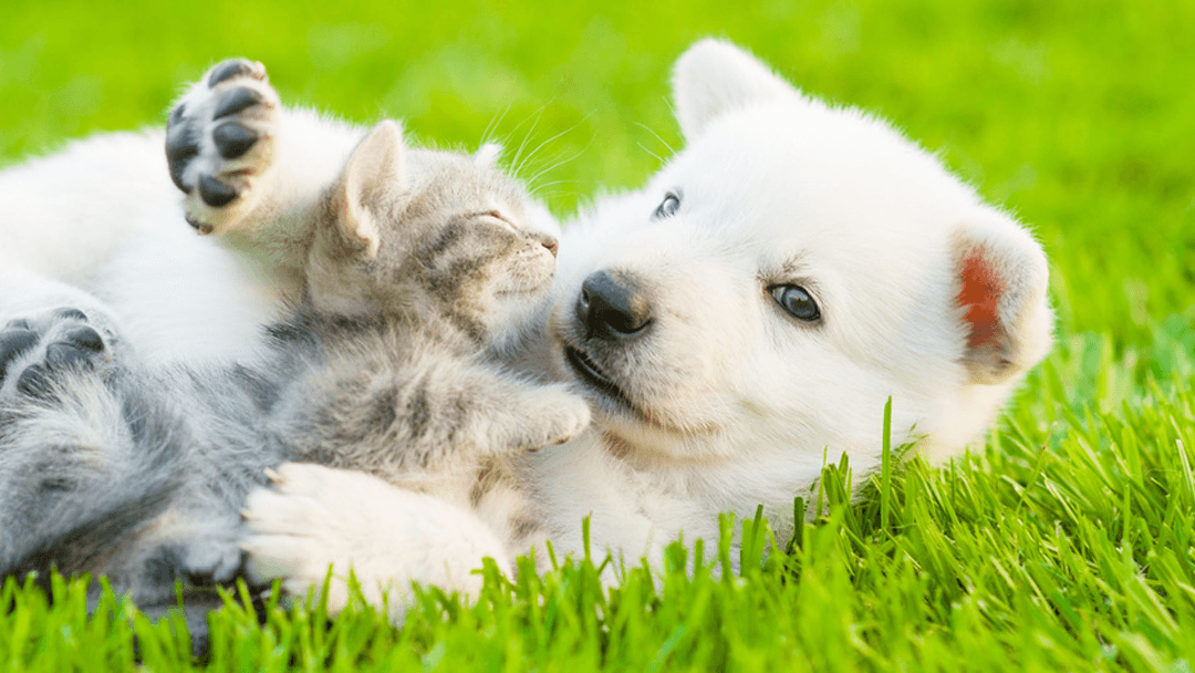 Noah's Ark Pet Crematory LLC - Main photo